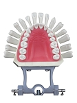 860 Non-Articulated ULB Hard Gingiva Model Cut Upper Bushing with 19 Removable Ivorine Teeth